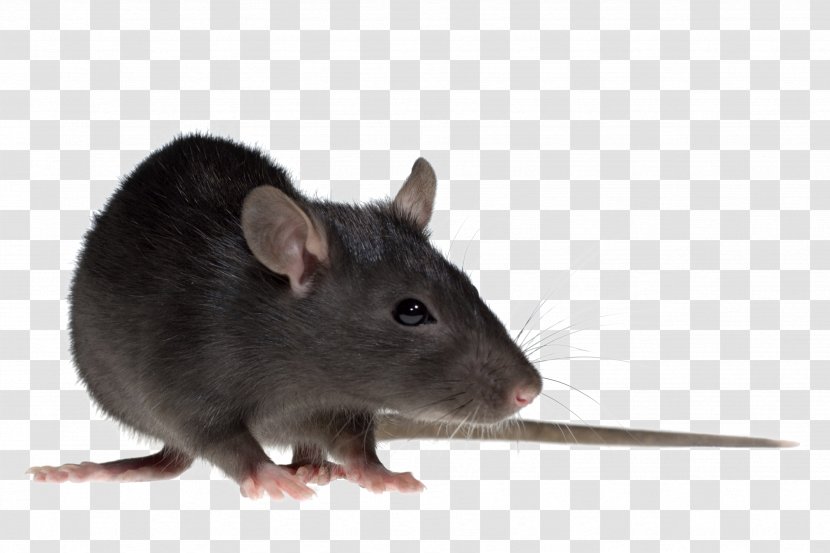 Brown Rat Mouse Gerbil Rodent Black - Mammal Transparent PNG