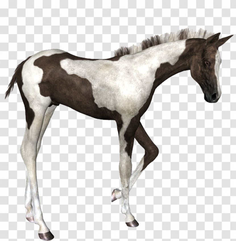 Foal Colt Stallion Mustang Mare - Mane Transparent PNG