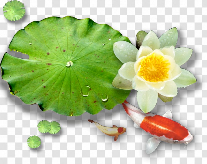 Nelumbo Nucifera Water Lilies Euclidean Vector - Lotus Effect Transparent PNG