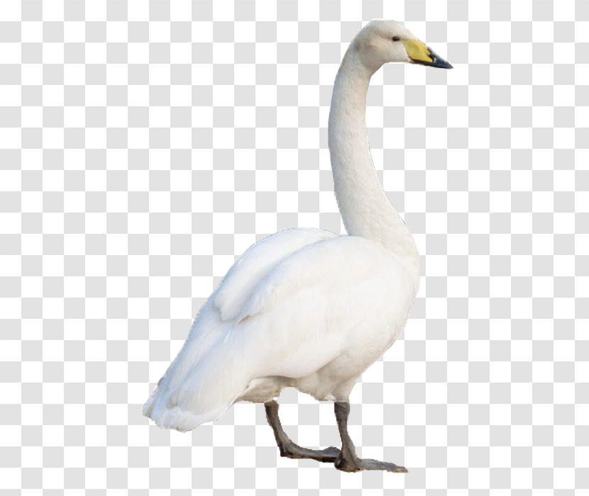 Swan Goose Domestic - Water Bird Transparent PNG