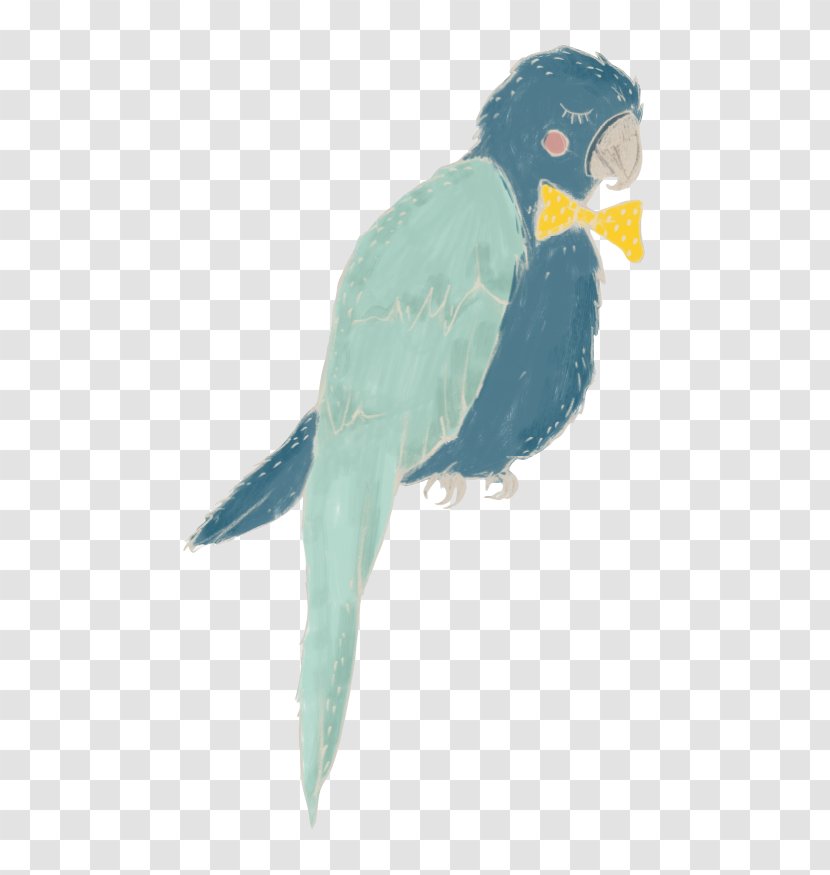 Lovebird Macaw Parakeet Feather Fauna - Turquoise - Tambourine Green Transparent PNG