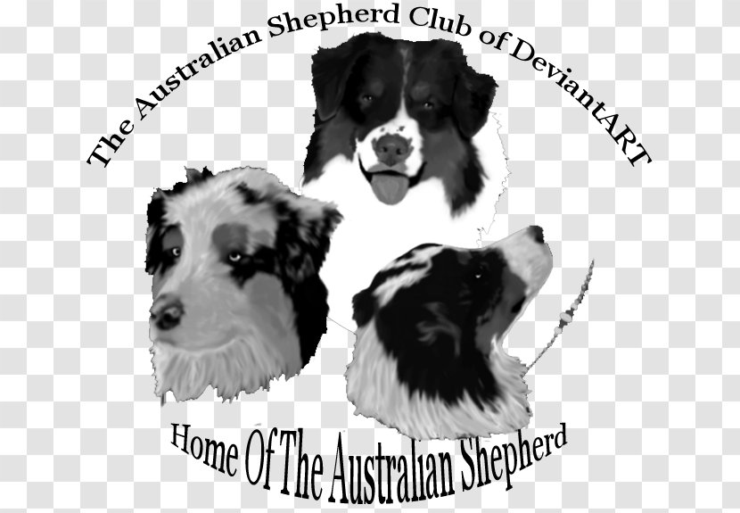 Dog Breed Border Collie Puppy Rough Companion Transparent PNG