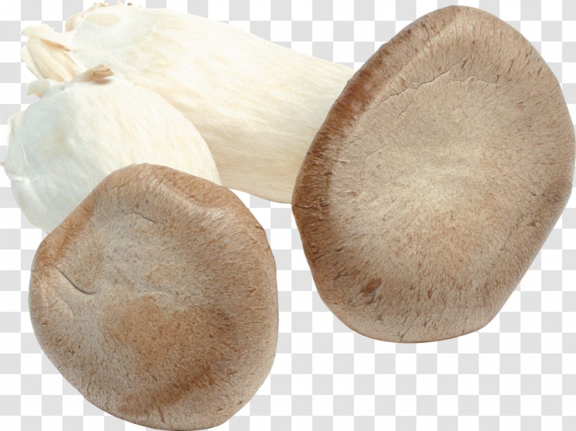 Pleurotus Eryngii Oyster Mushroom Fungus Transparent PNG