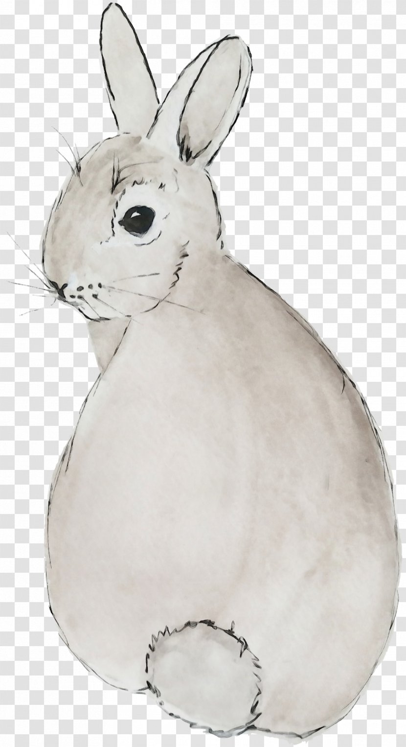 Rabbit Mountain Cottontail Domestic Rabbits And Hares White - Watercolor - Snout Arctic Hare Transparent PNG