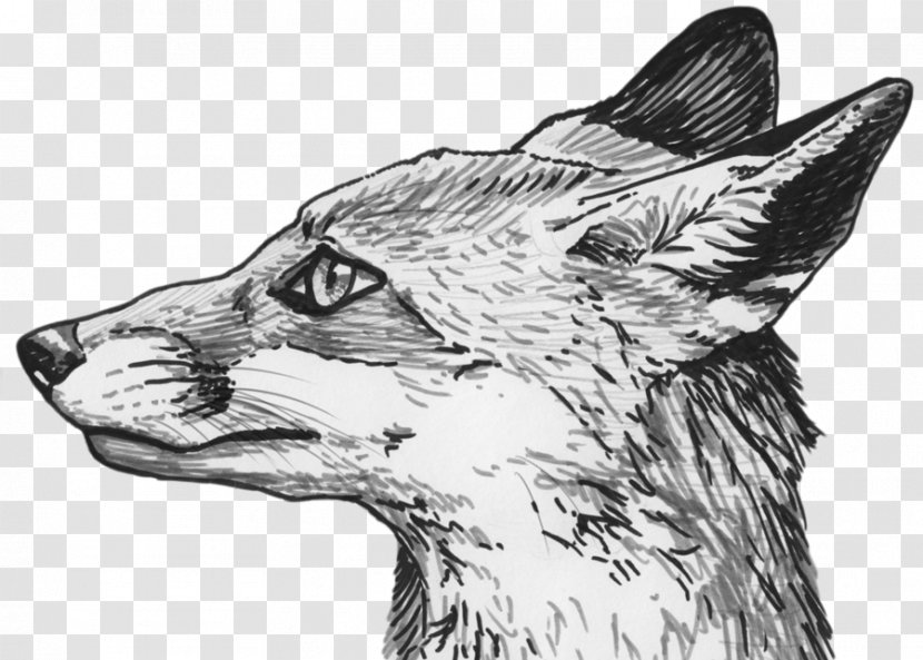 Drawing Fox Sketch - Cat Like Mammal - Speed ​​wolf Transparent PNG