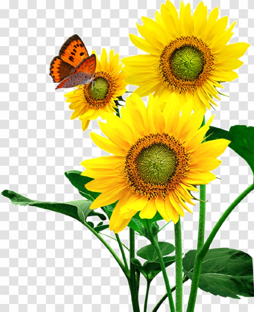 Common Sunflower Seed - Flower Transparent PNG