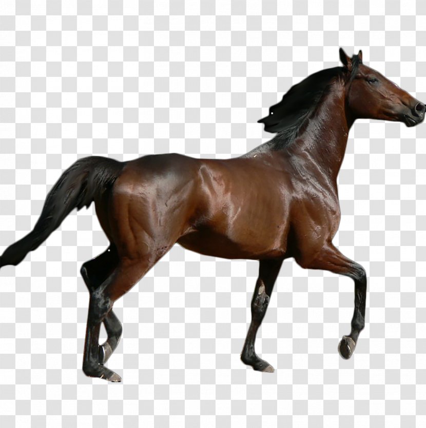 Thoroughbred Schleich Mare Toy Stallion - Horse Transparent PNG