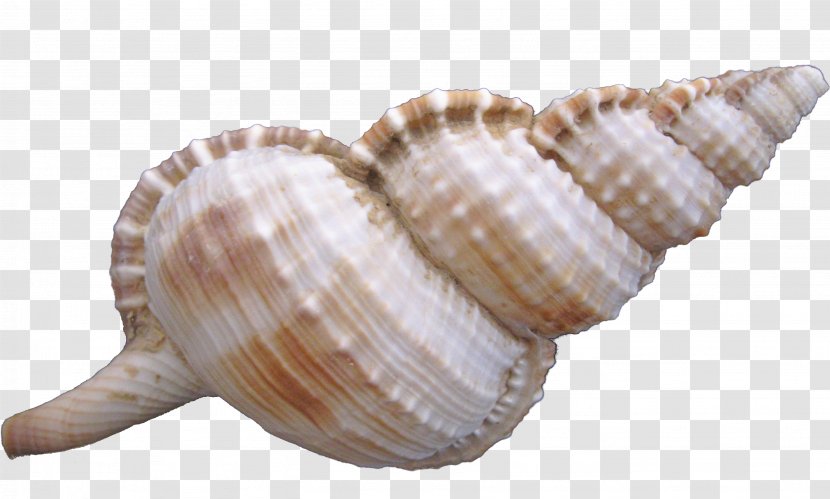 Cockle Sea Snail Seashell - Conch - Pretty Transparent PNG