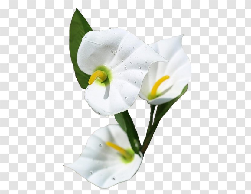 Flower Bouquet Centerblog Cut Flowers - Pedicel Transparent PNG