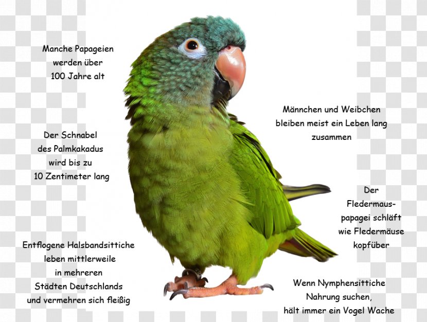 Parrot Bird Conure Blue-crowned Parakeet Pet - Papagei Transparent PNG