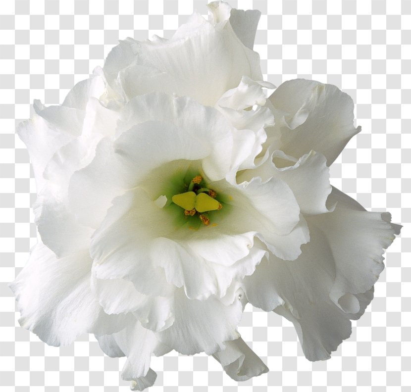 White Flower - Flowering Plant - Creative Floral Pattern Flowers Transparent PNG