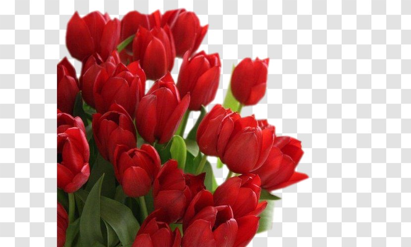 Tulip Flower Bouquet Desktop Wallpaper Cut Flowers - Seed Plant Transparent PNG