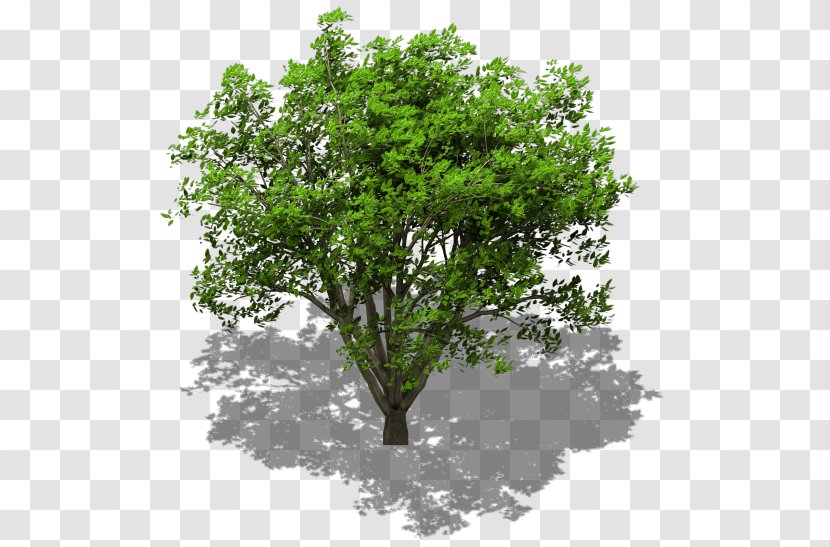 Tree Lindens Maple Oak Stock Photography - Leaf - Timeline Transparent PNG