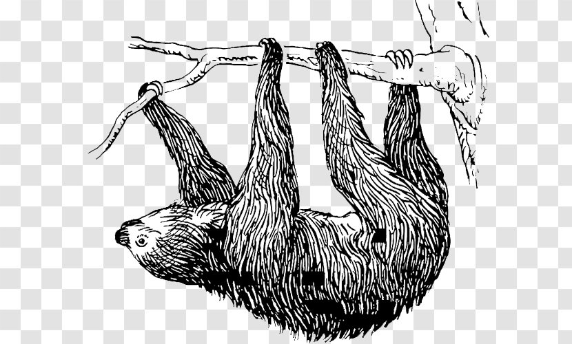 Baby Sloths T-shirt Three-toed Sloth Hoffmann's Two-toed - Threetoed Transparent PNG