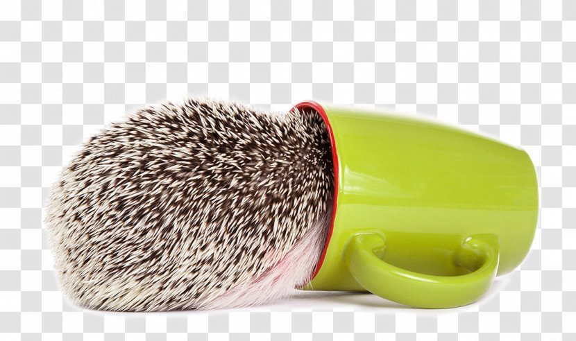 Domesticated Hedgehog Erinaceus Southern African Photography - Got Down To The Cup Transparent PNG