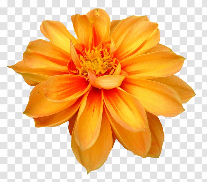 Dahlia Flower Clip Art - Yellow Transparent PNG