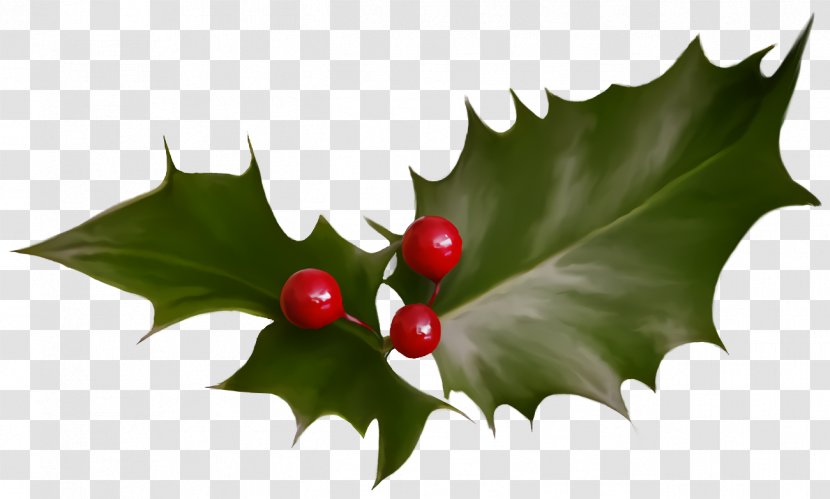 Christmas Holly Ilex - American - Plane Woody Plant Transparent PNG