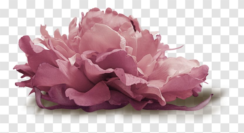 Flower Cabbage Rose Petal Clip Art - Pink Family Transparent PNG