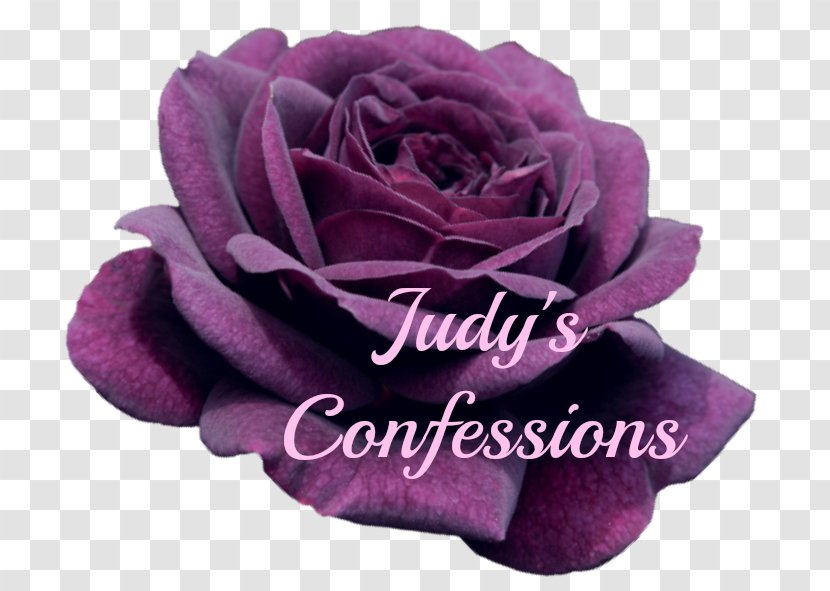 Garden Roses Cabbage Rose Floribunda Cut Flowers - Bride - True Confessions Transparent PNG