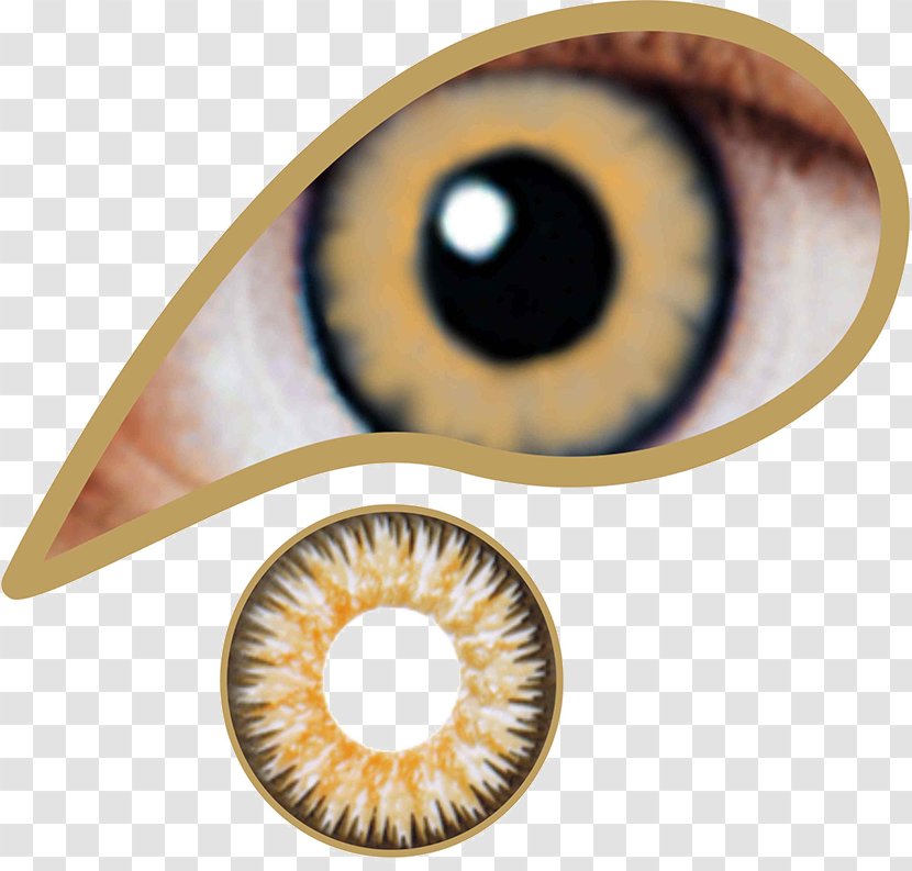 Contact Lenses Circle Lens Brown Color - Yellow - Eye Transparent PNG