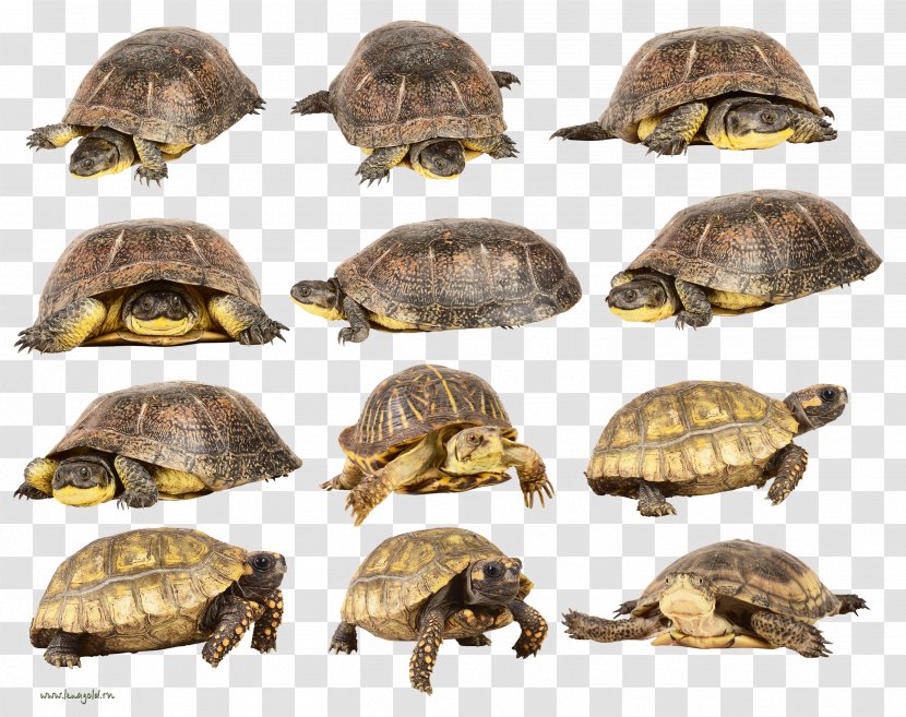 Box Turtle Clip Art - Red Eared Slider Transparent PNG