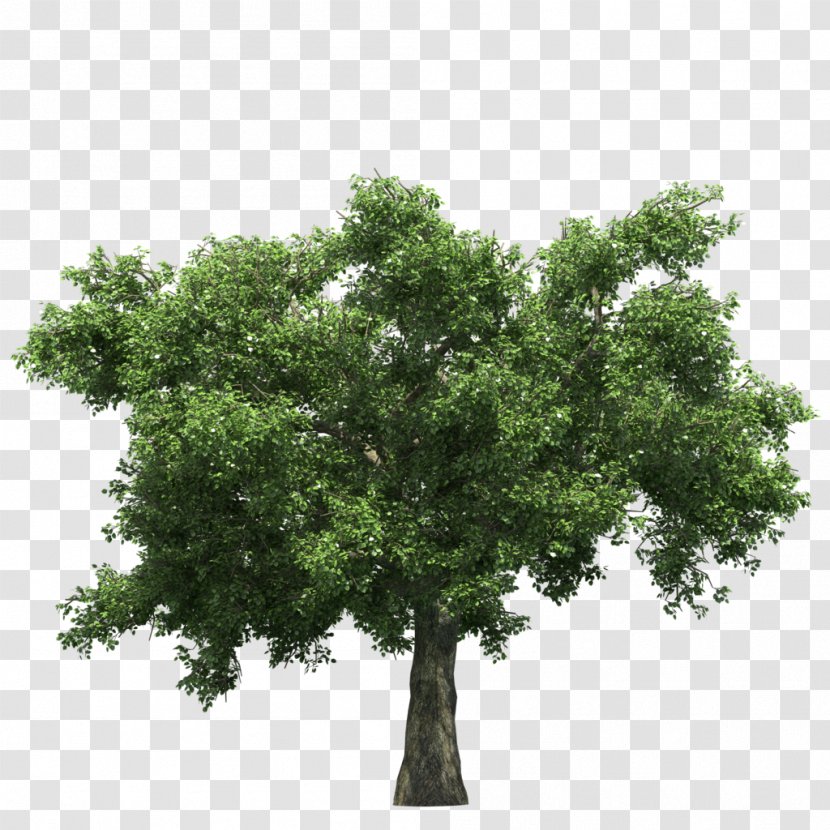Tree - Plant - Ginkgo Free Download Transparent PNG