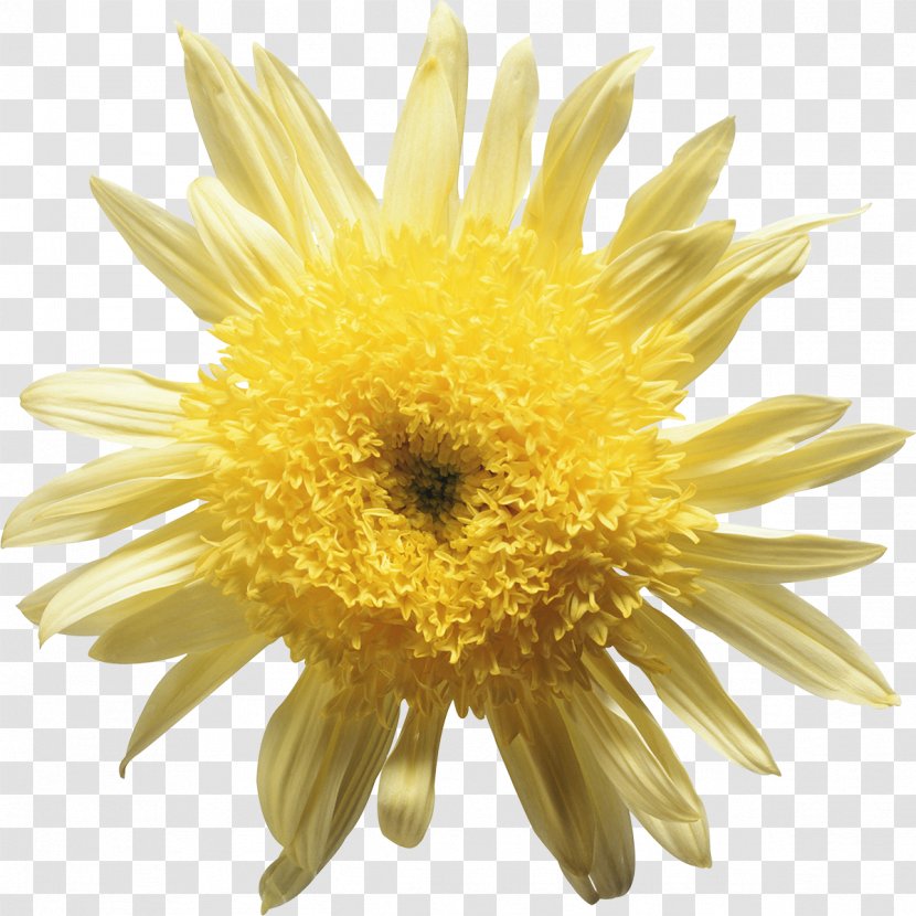Clip Art - Petal - Chrysanthemum Transparent PNG