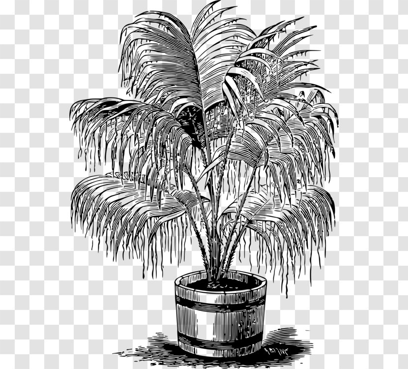 Drawing Palm Trees Clip Art Black And White Monochrome - Coconut - Sunday Photography Transparent PNG