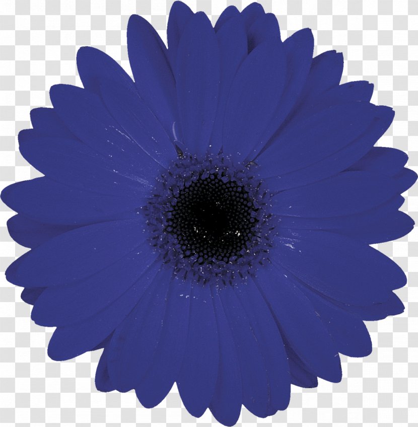 Symbol Flower - Daisy Family - Gerbera Transparent PNG
