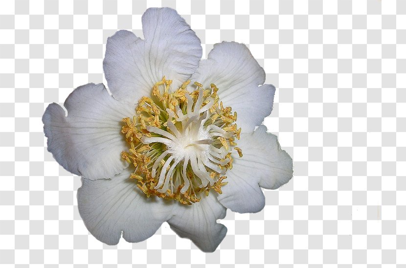 Cut Flowers Petal Blume - Flower Transparent PNG
