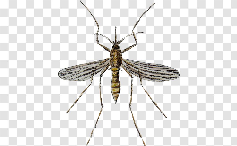 Mosquito Control Pest Insect Transparent PNG