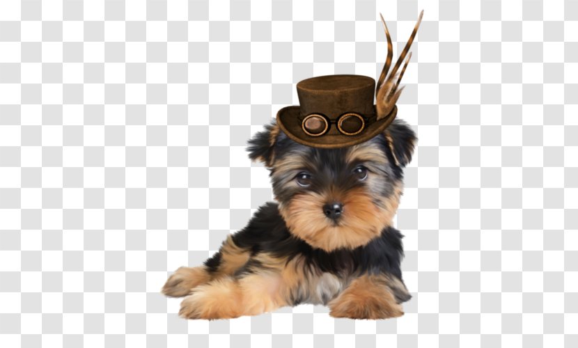 Yorkshire Terrier Morkie Puppy Dog Breed Companion Transparent PNG