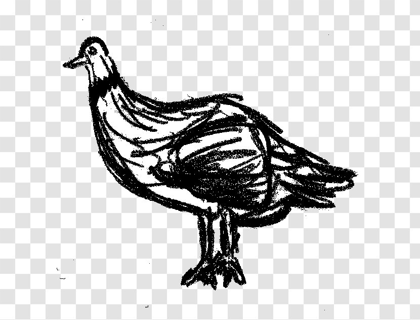 Drawing Black And White - Graffiti - Simple Pen Pigeon Transparent PNG