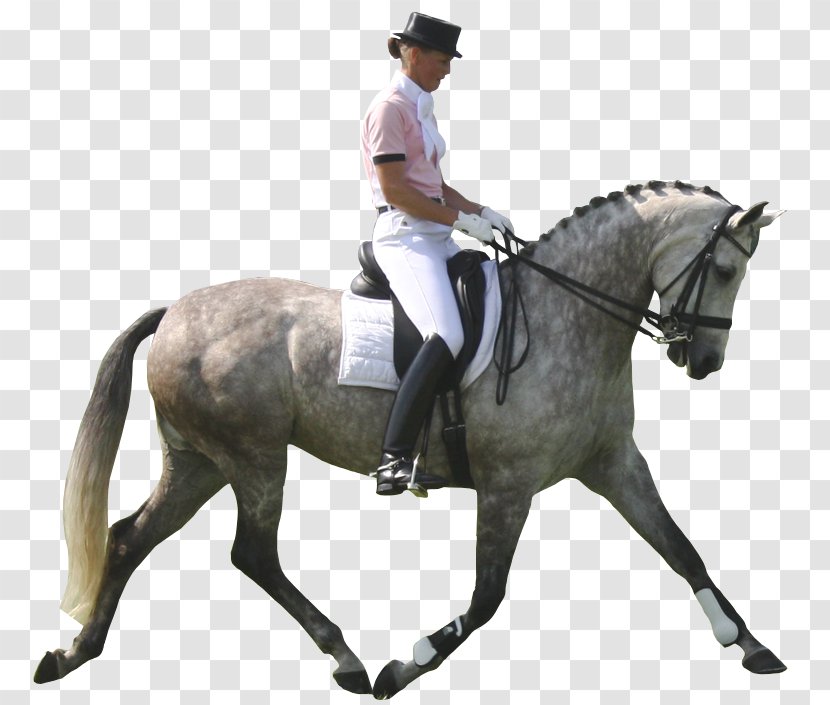 Andalusian Horse Pony Dressage Show Jumping Equestrianism - Warmblood - Cartoon Horse,horse Riding Transparent PNG