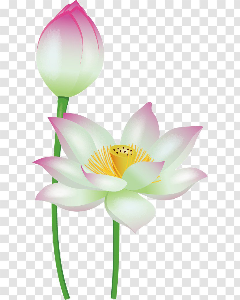 Nelumbo Nucifera Euclidean Vector Clip Art - Floral Design - Hand-painted Lotus Transparent PNG