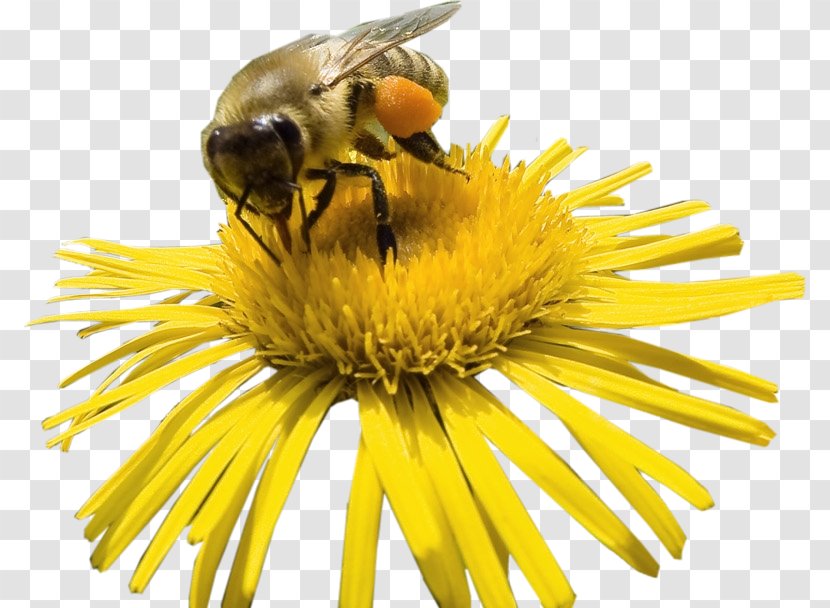Honey Bee Bumblebee Nectar - Membrane Winged Insect Transparent PNG