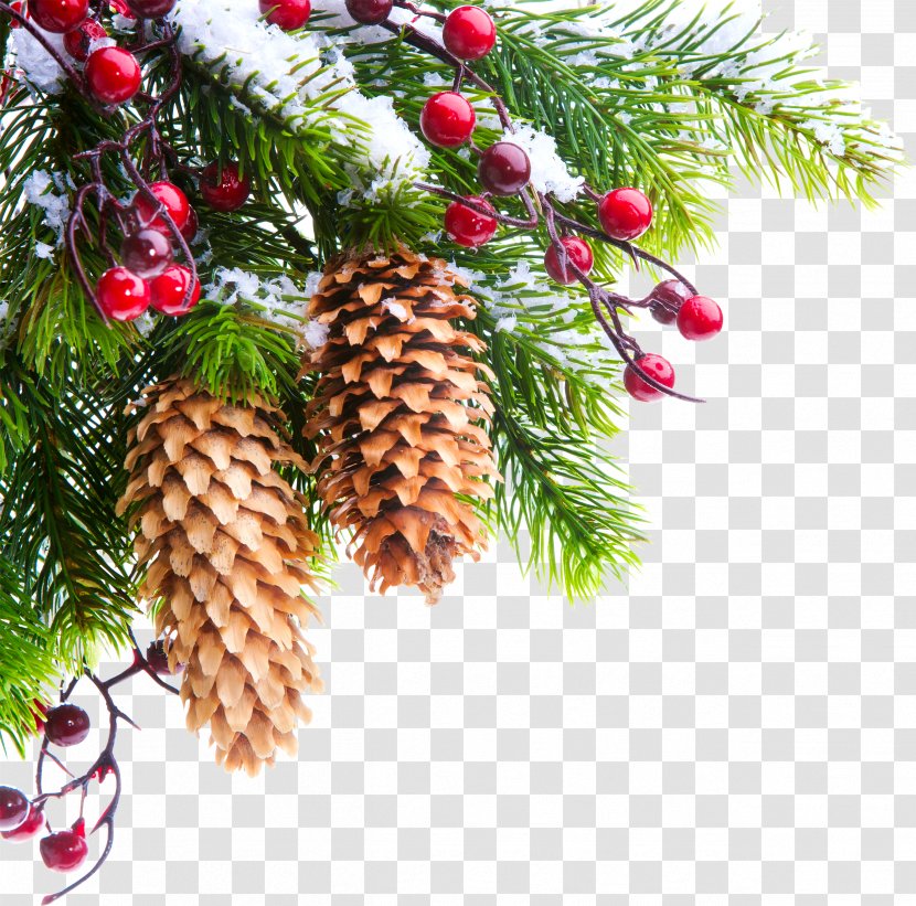Christmas Tree Branch Photography - Fir - Pine Cone Transparent PNG