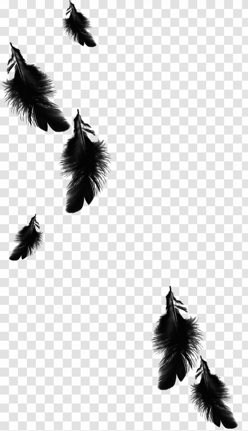 Raven Feather Azarath - Tail - Black Transparent PNG
