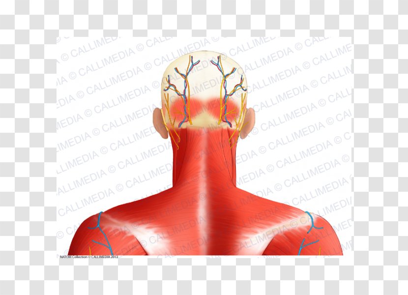 Greater Occipital Nerve Artery Bone Muscle - Inflatable - Vein Transparent PNG