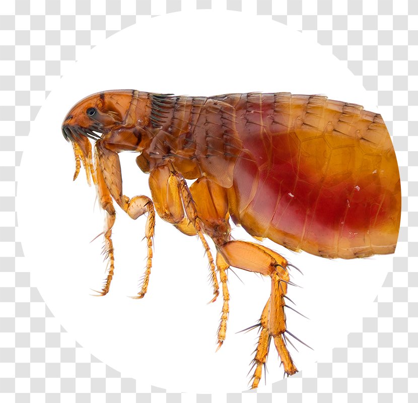 Cat Flea Bubonic Plague Infestation - Pet Transparent PNG