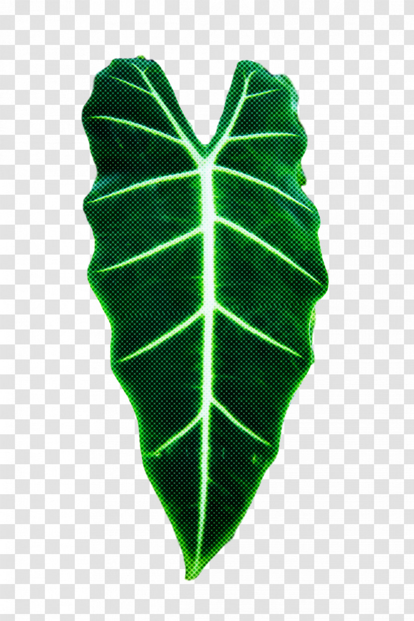 Leaf Green Plant Structure Science Biology Transparent PNG
