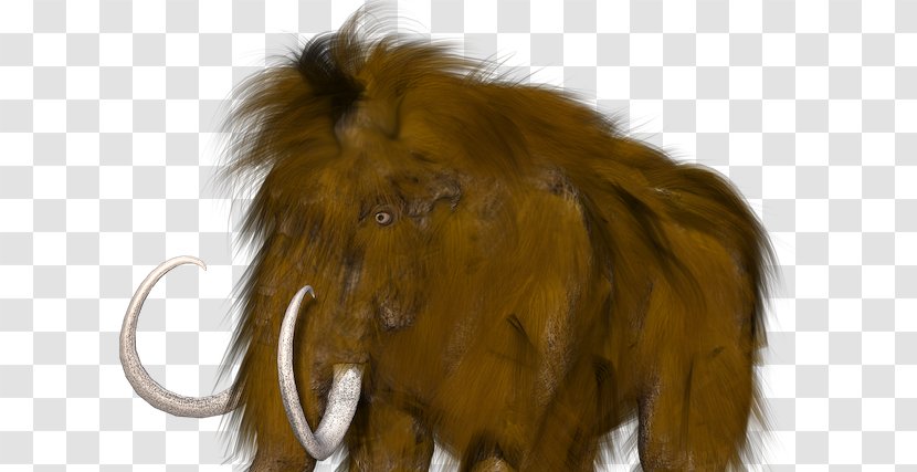 Woolly Mammoth Extinction African Elephant Far Cry Primal - Largest Skeleton Transparent PNG