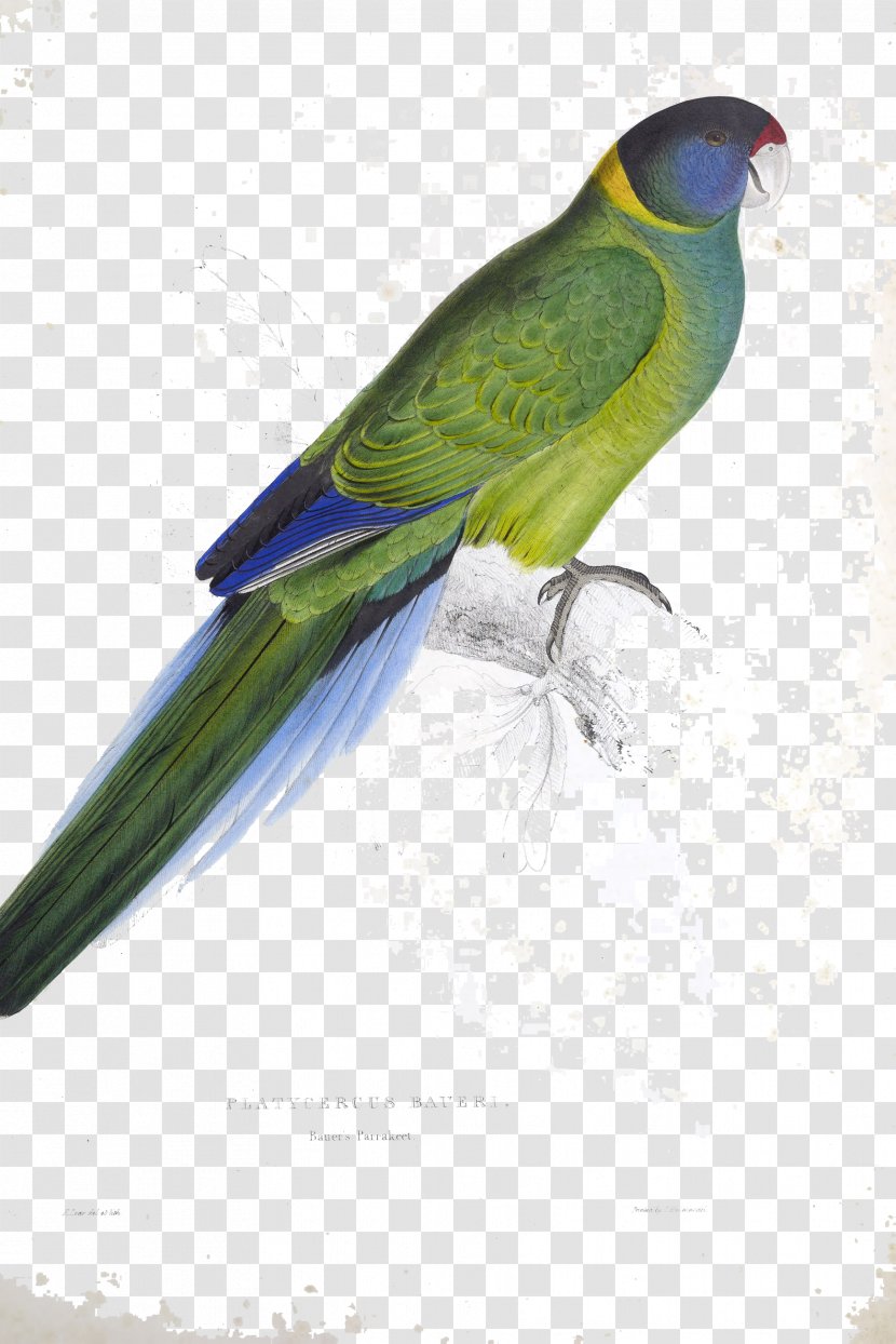 Budgerigar Illustrations Of The Family Psittacidae, Or Parrots Australian Ringneck Parakeet - Common Pet - Parrot Transparent PNG