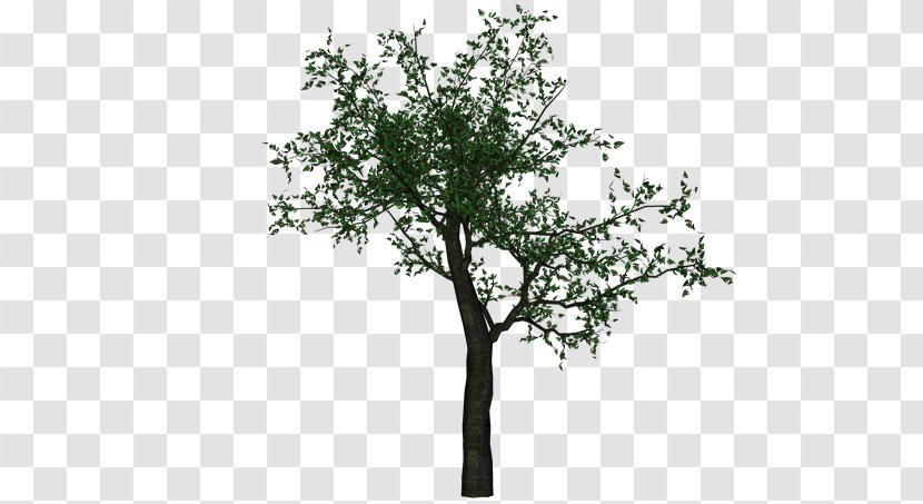 Twig Adobe Photoshop Tree Computer File - Sakura Trees Transparent PNG