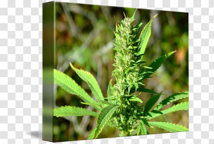 Medical Cannabis Hemp Plant Bud - Pot Transparent PNG