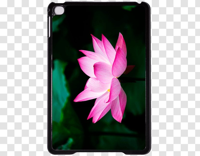 Nelumbo Nucifera Pink M Flora Big Box Art - Mtn Group - Xiaomi Transparent PNG