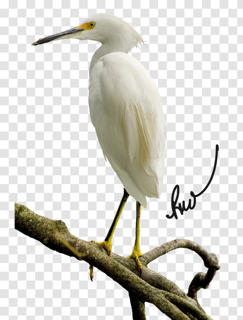 Great Egret March 17 Ibis Beak - Wader - Solar Term Transparent PNG