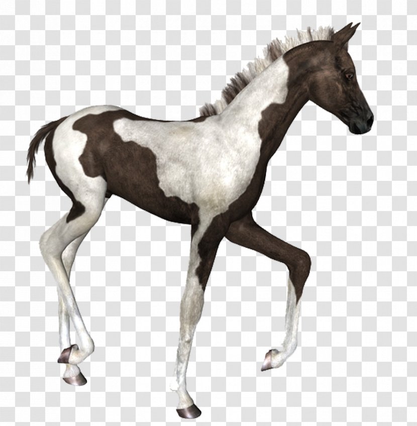 Mustang Foal American Paint Horse Thoroughbred Colt - Halter Transparent PNG