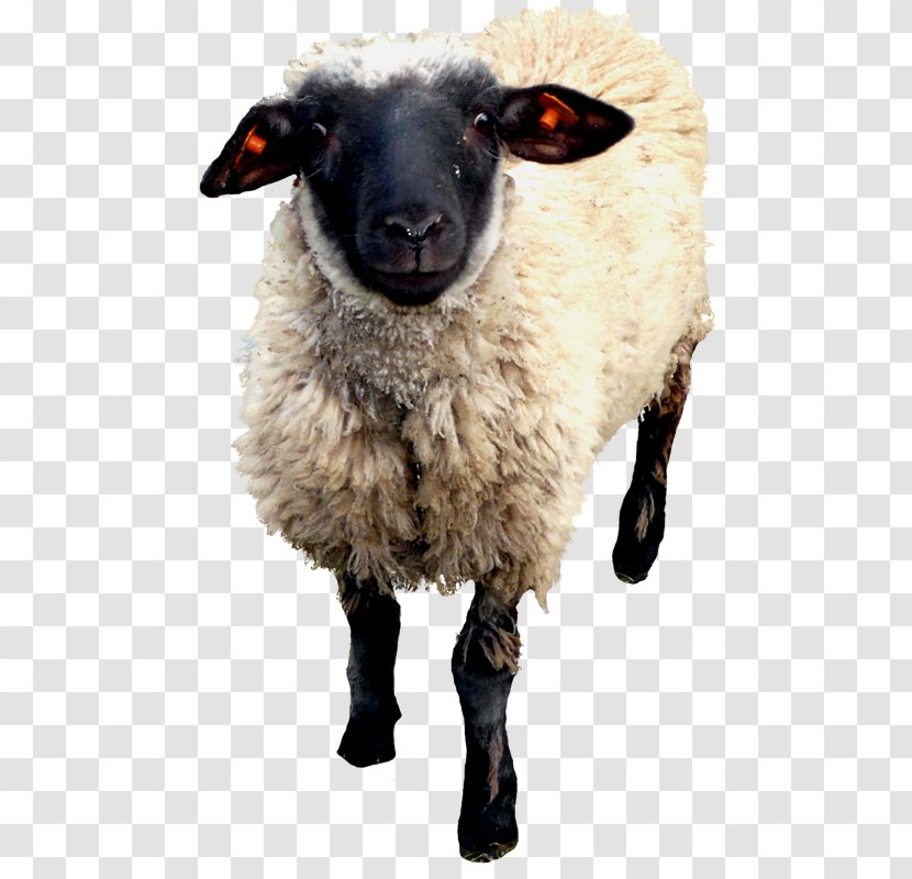 Sheep–goat Hybrid - Livestock - Oveja Transparent PNG