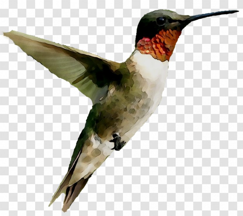 Hummingbird Image Duck Download - Musical Instruments - Water Bird Transparent PNG